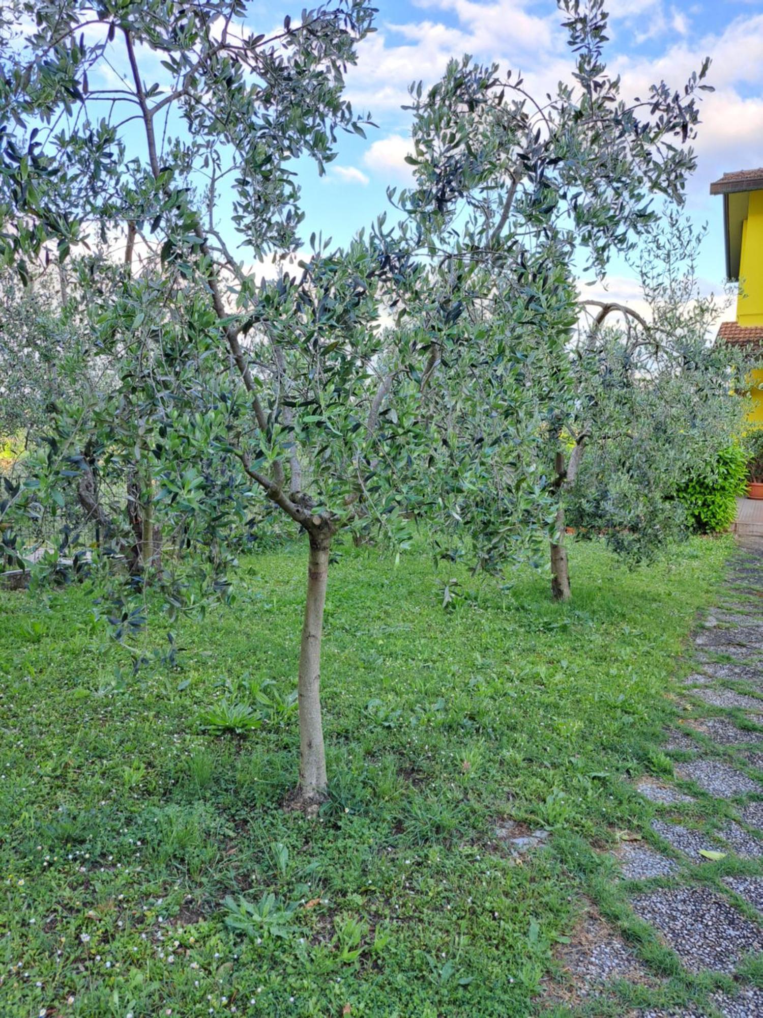 Montepulciano Stazione Casa Gli Uliviヴィラ エクステリア 写真